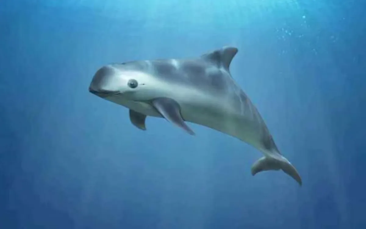 Reducen 86% zona protegida de vaquita marina en Golfo de California; sólo quedan entre siete y 10 ejemplares
