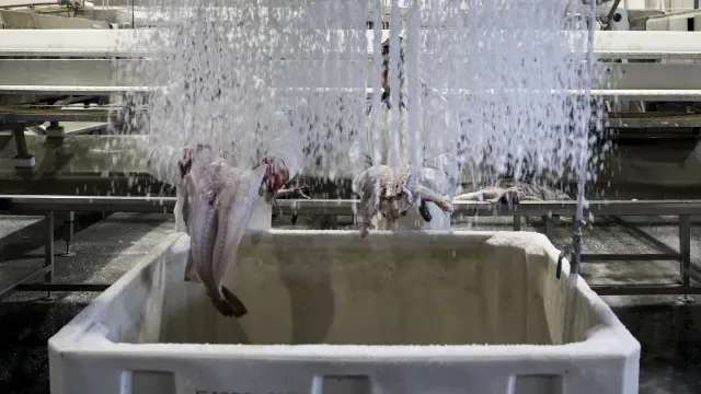 Bruxelas propõe cortes de até 88% para a pesca acidental de bacalhau
