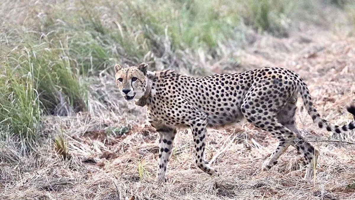 ‘Rock Star’ of Kuno is gone: Gaurav, an original Project Cheetah big cat, dies