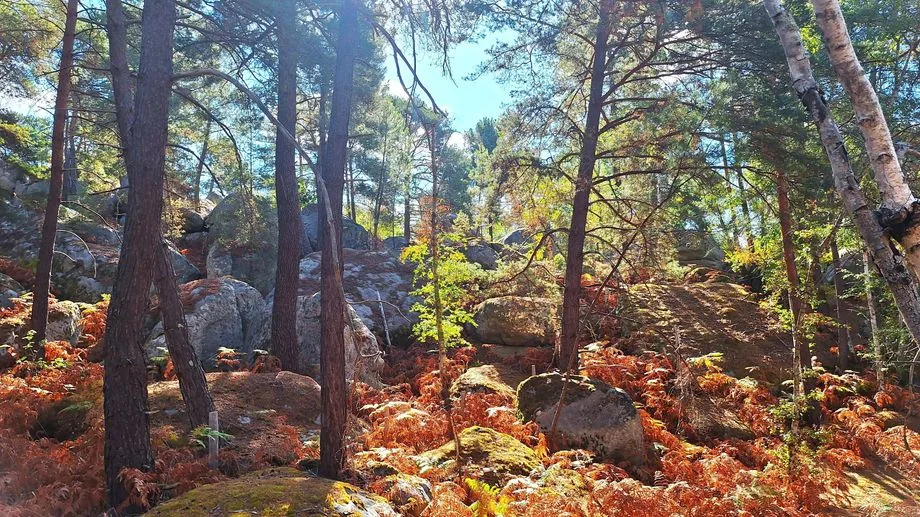 L'incendie de Fontainebleau est officiellement éteint