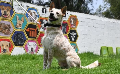 ¿Quieres adoptar un perrito? El Metro tiene 43 que buscan hogar; en el año suman 73 canes rescatados