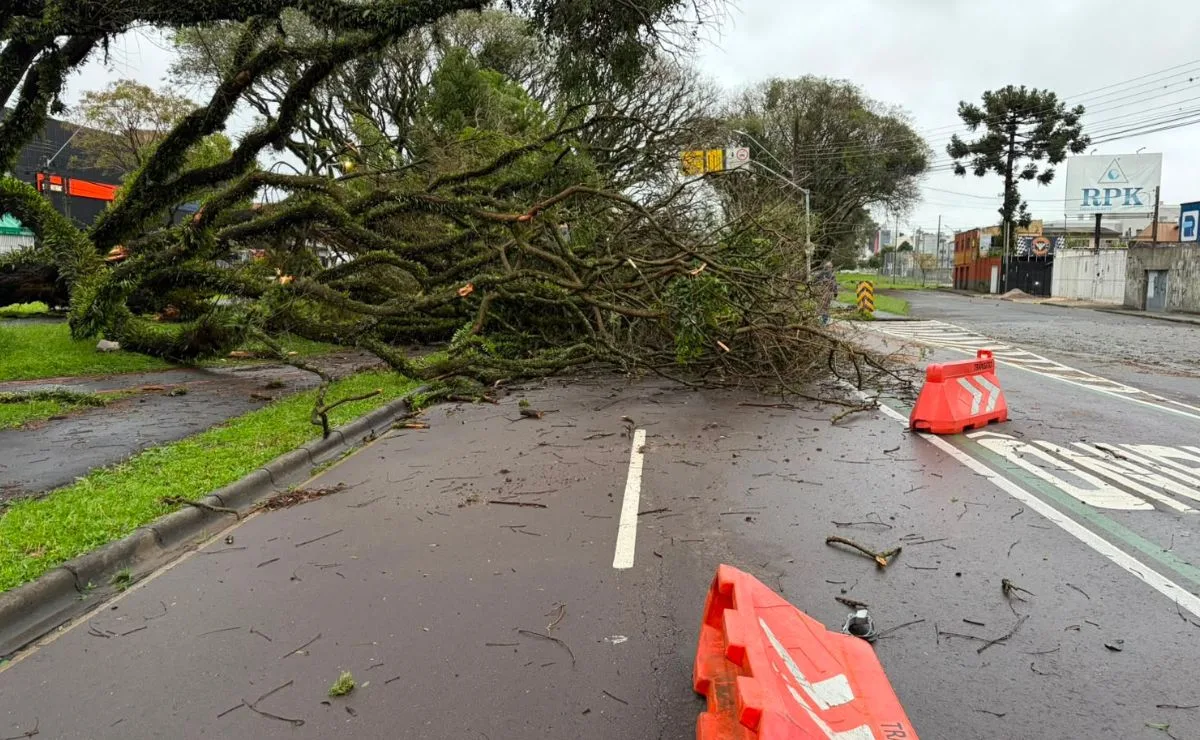 Árvore gigante cai após temporal e bloqueia duas pistas de rua movimentada em Curitiba; motoristas precisam desviar