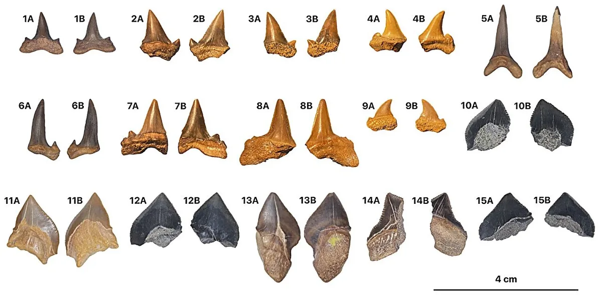 Cemitério com dentes de tubarões extintos é achado no meio de deserto egípcio