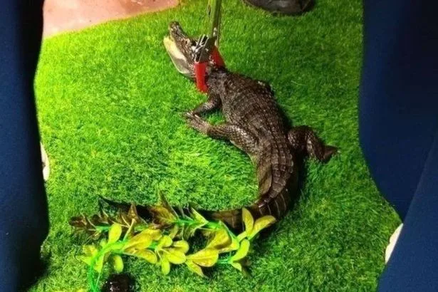 'Dangerous' crocodile seized from suburban semi-detached house in leafy Manchester suburb