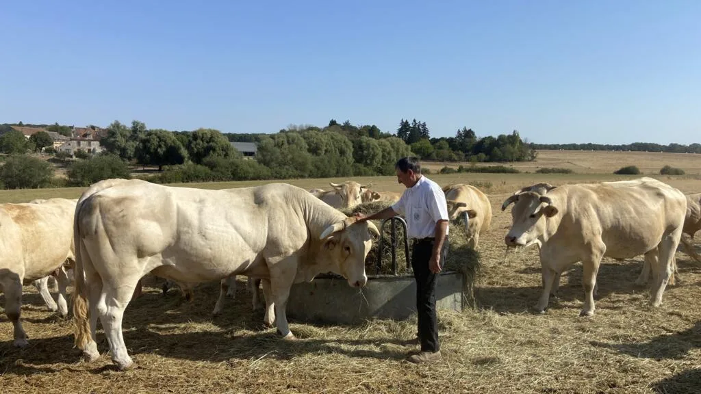 «On n'a plus d'herbe depuis plus d'un mois»: en Seine-et-Marne, les éleveurs sans solution face à la canicule