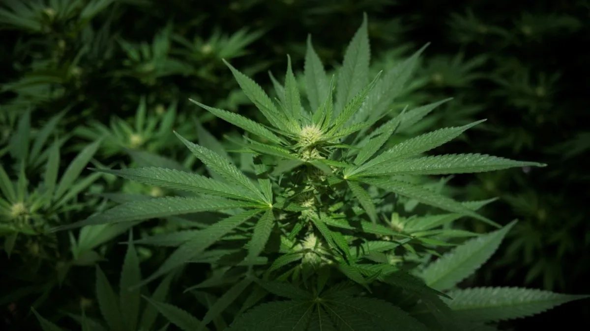 Sachsen-Anhalt: Cannabisplantage und hundert Kilogramm Blüten bei Razzia beschlagnahmt