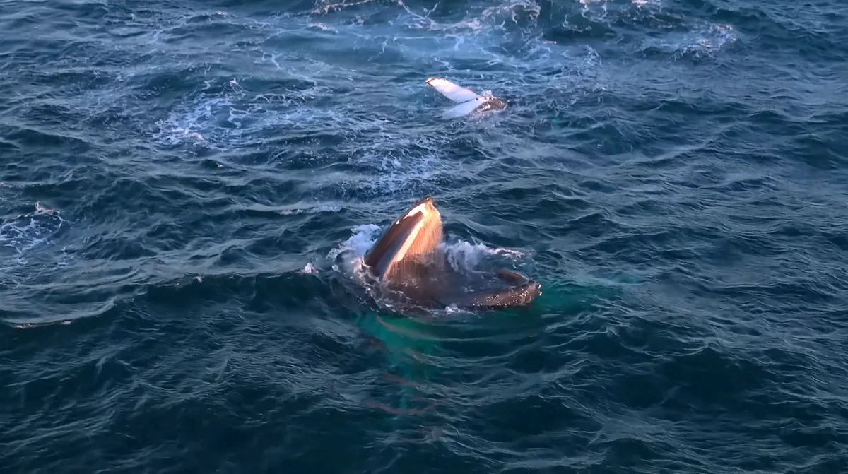 Videos capture humpback whales stopping to snack as they migrate along Australia’s coast