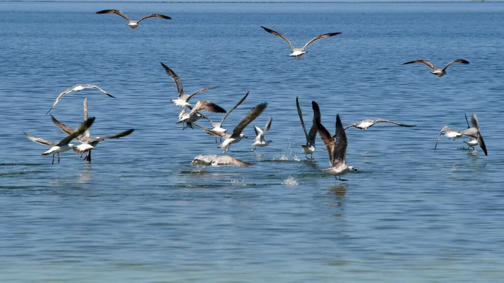 Biodiversité: plus de la moitié des oiseaux migrateurs en déclin, selon un rapport de l'ONG BirdLife