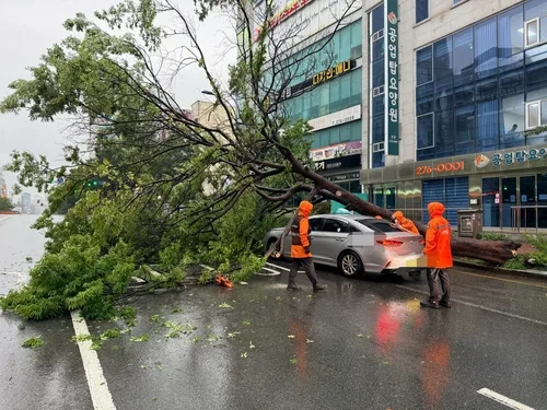 울산 비 사흘간 145.3㎜…가로수, 택시 덮쳐 1명 부상(종합)