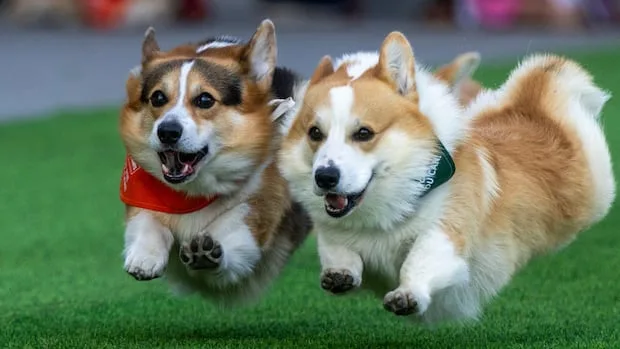'European capital of corgis' hosts 150 dogs in international competition