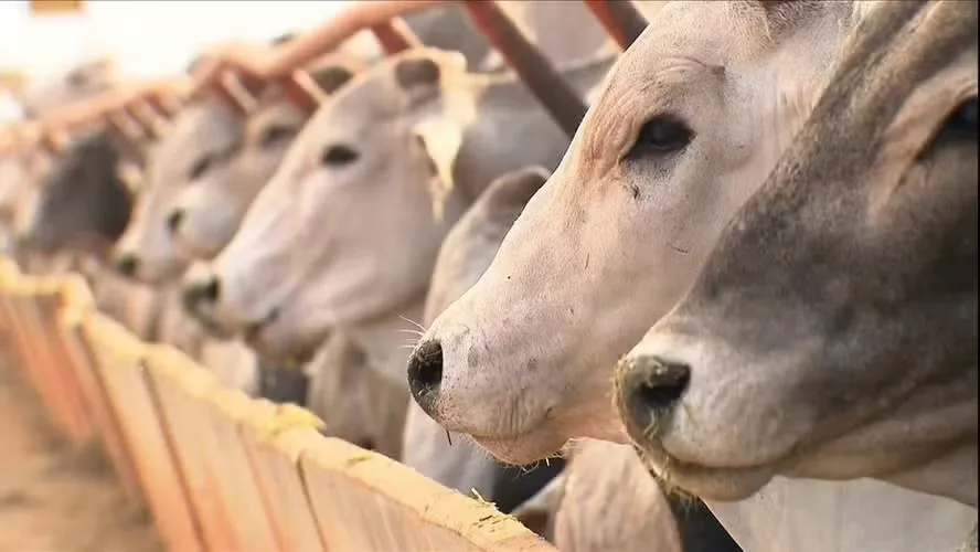 USDA recolhe de carne bovina argentina distribuída nos EUA