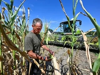 RÉCIT. « Le moral est au plus bas » : canicules et sécheresse font vivre un été catastrophique à l’agriculture française