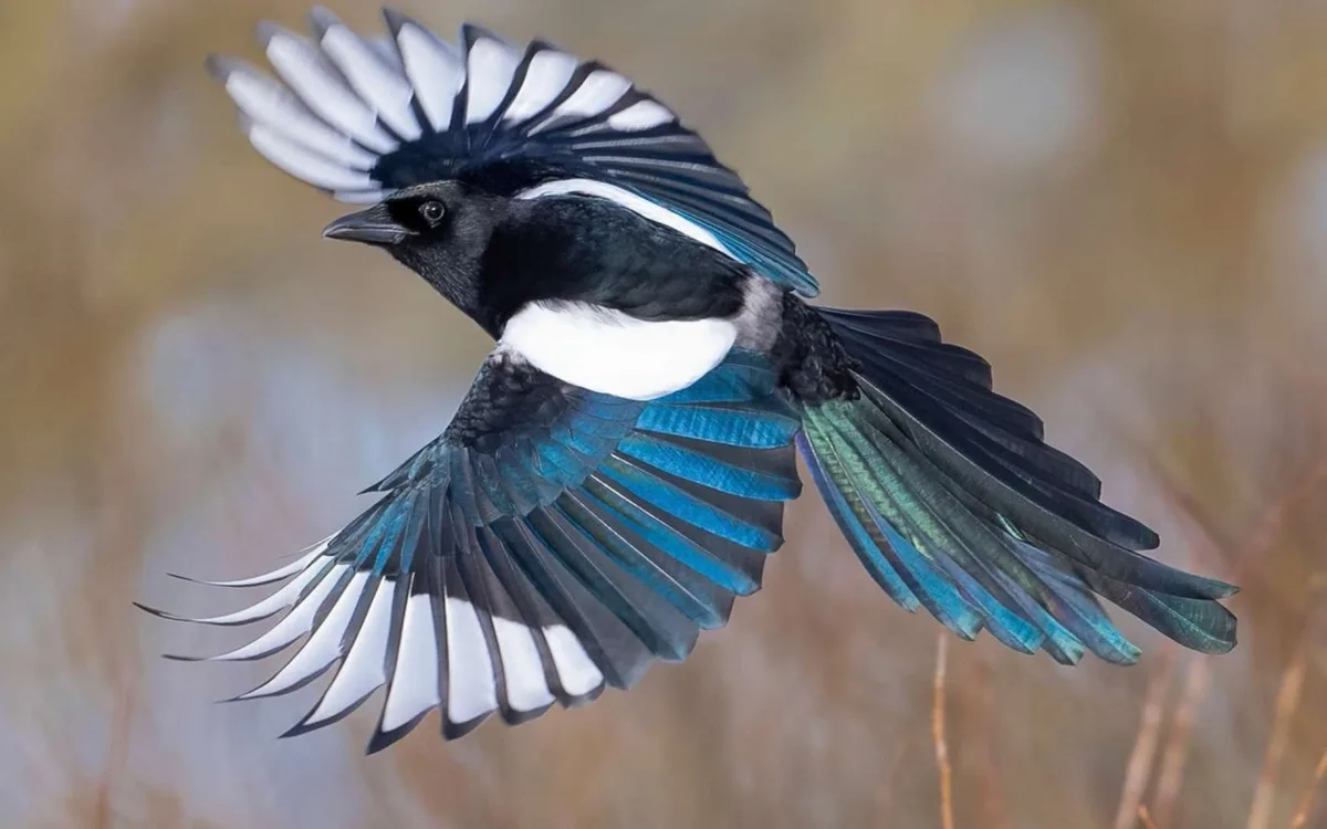 Voleur de bijoux, envahissant : voici pourquoi tout ce qu'on croit sur cet oiseau serait faux