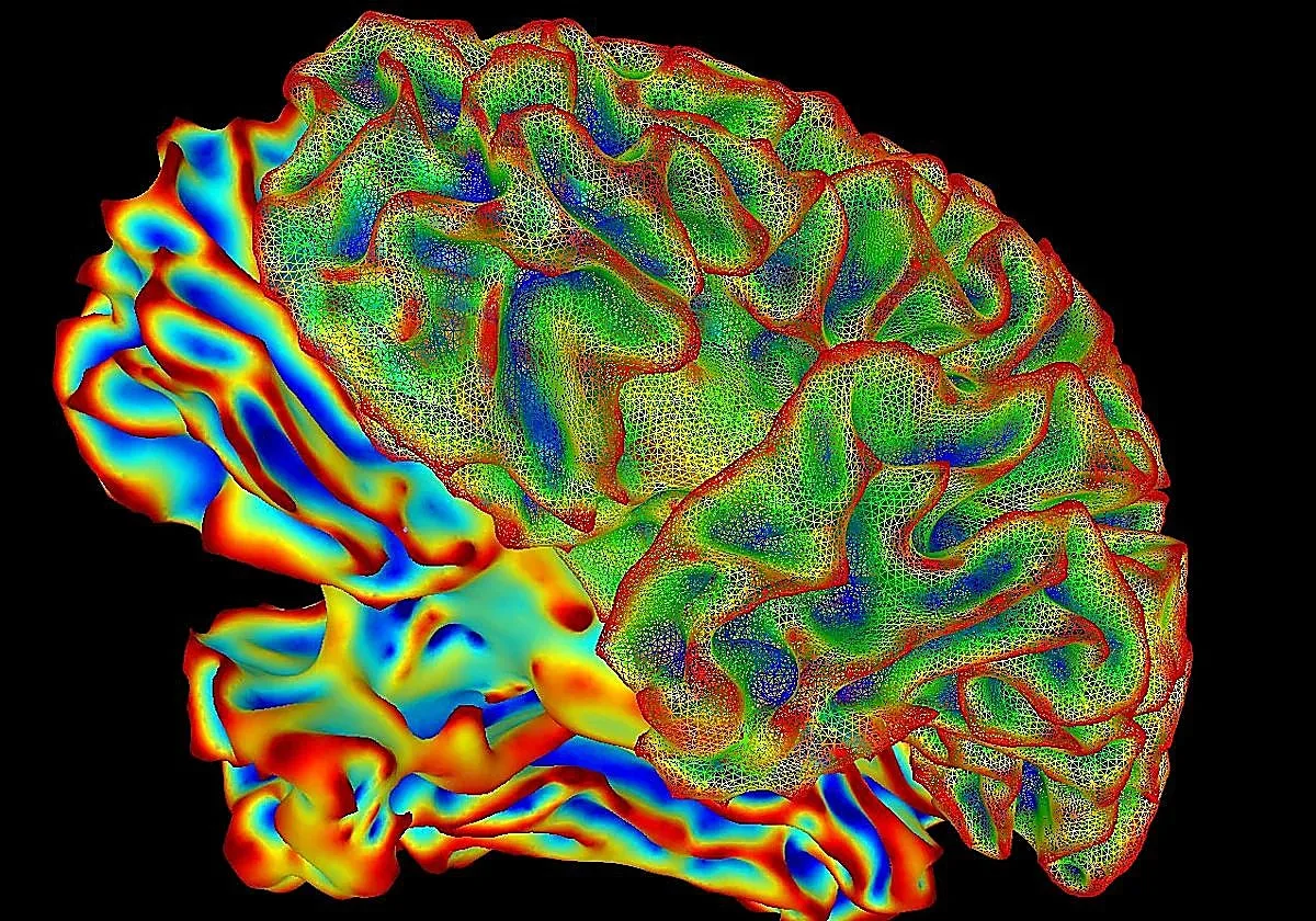 El cerebro humano no es uno, sino dos órganos distintos y 'acoplados' por la evolución