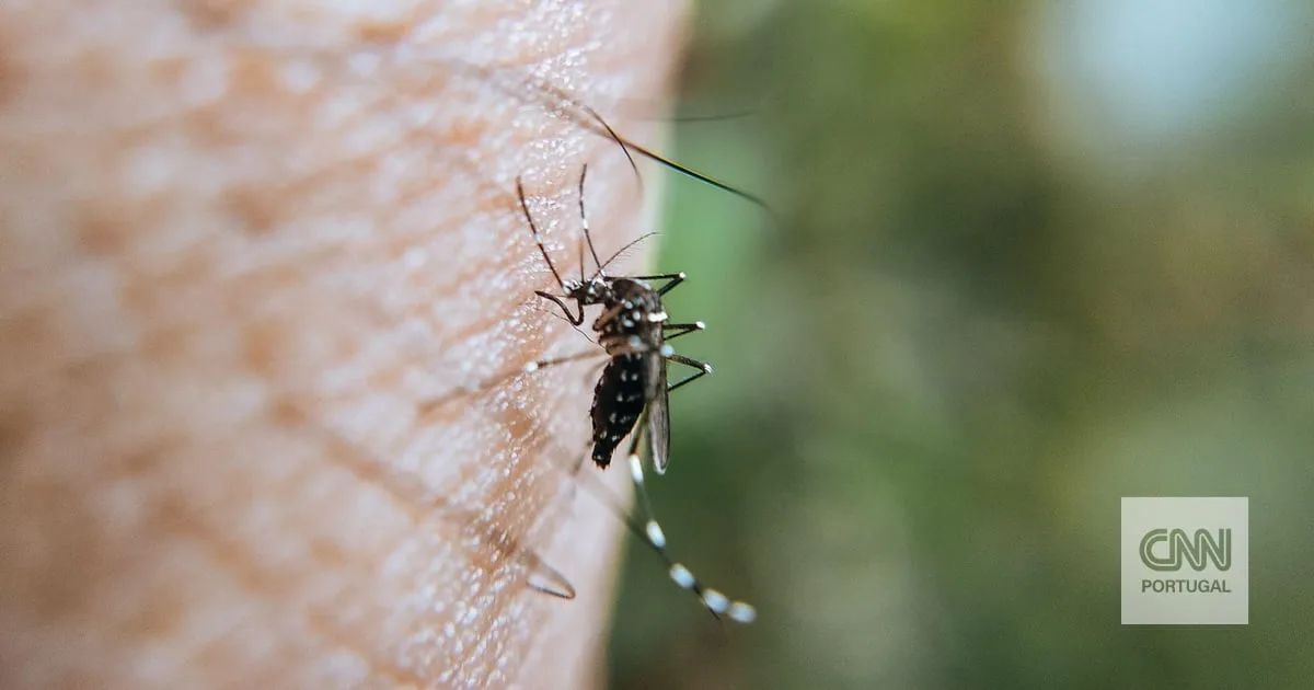 Mais 30 mil mosquitos vão ser libertados em Lisboa. Mas estes não picam
