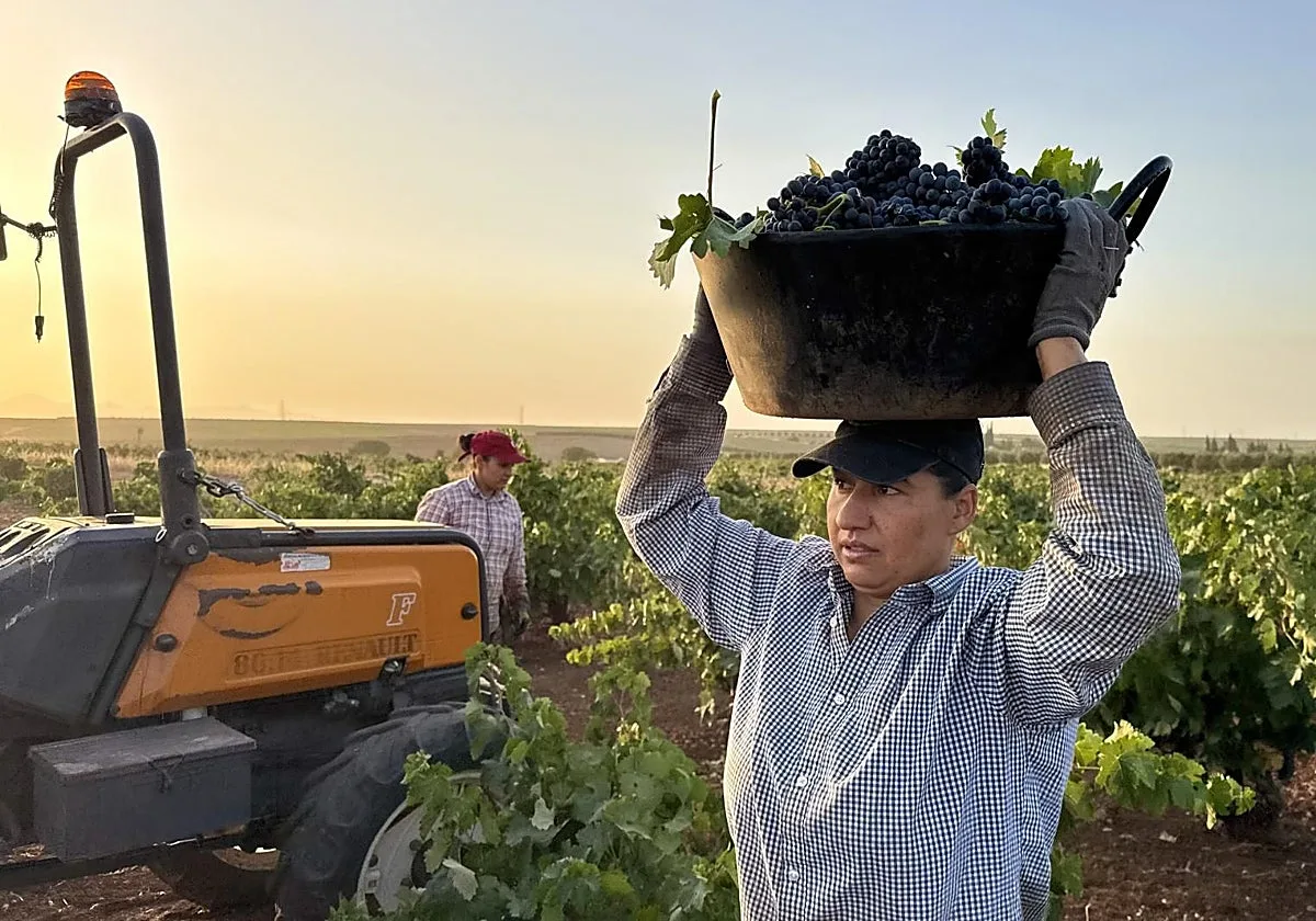 La vendimia española y francesa: unidas por el clima, separadas por las condiciones laborales