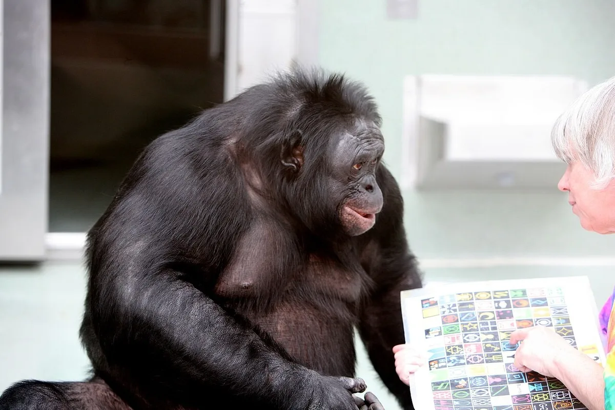 Por que os macacos nunca poderão falar como os humanos: uma questão de narizes