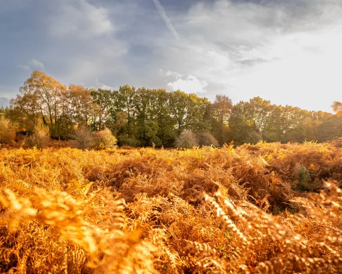 Could you be an ‘autumn spotter’? Public asked to track changing colours of trees in England