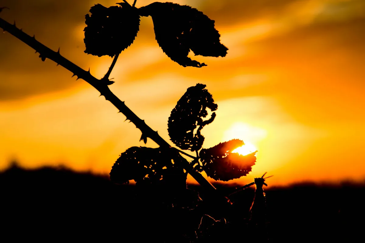 Over 40 years ago, a mystery vigilante released a fungus to control blackberry in Australia. But why?