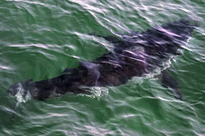 Rise in Nova Scotia shark sightings prompts calls for better beach monitoring