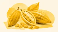 Vietnã prevê leve aumento na safra de café robusta em 2026/27