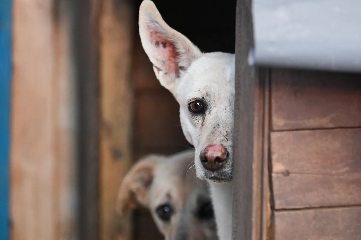 Refugio para perros abandonados en la UNALM es demolido: crece la polémica entre activistas y autoridades