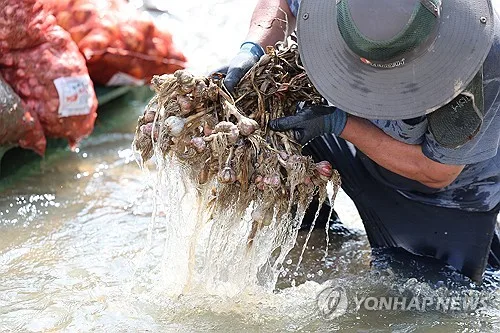 7월 호우 피해액 309억원 확정…복구비 713억원 투입