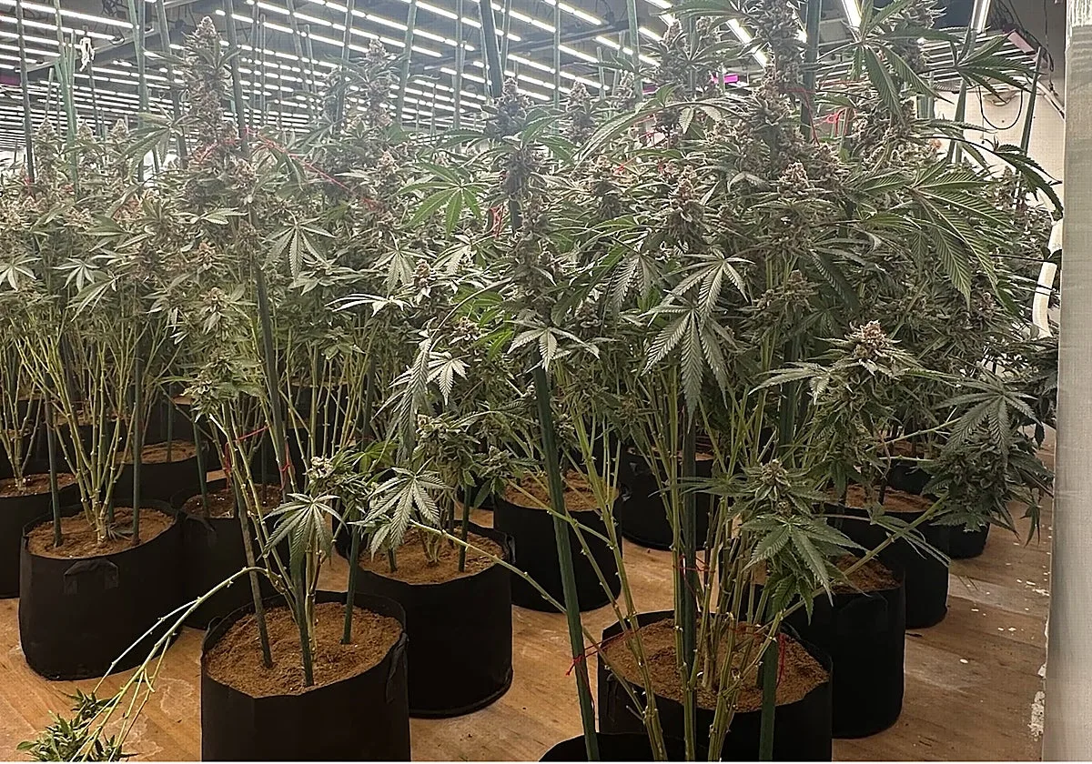 Descubren un cultivo con 262 plantas de marihuana por restos de poda en la calle