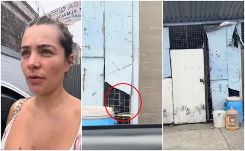 VIDEO: Denuncian presunto caso de maltrato animal en Mercado de Jamaica; “tienen a 6 perros encerrados todo el día bajo el sol”