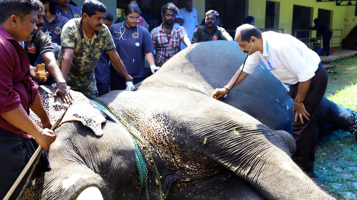 Lifestyle disease tests, health cards for captive elephants in Keralam