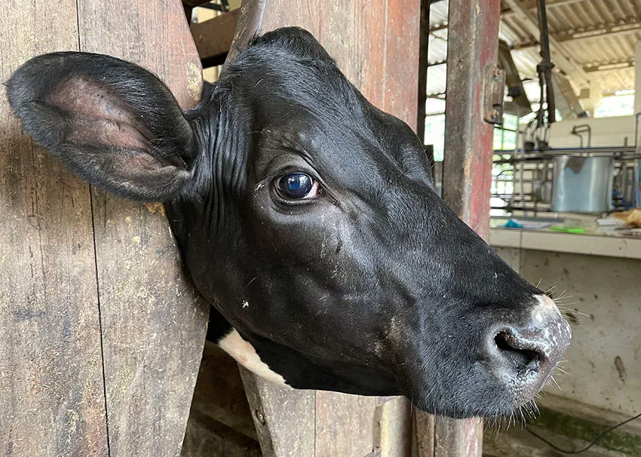 Embrapa em Campo Grande ajuda a identificar nova bactéria que afeta bovinos