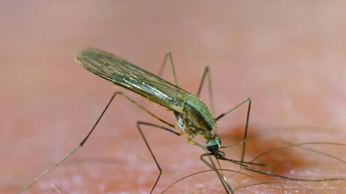 Frankfurt am Main: An Malaria erkrankte Person gestorben