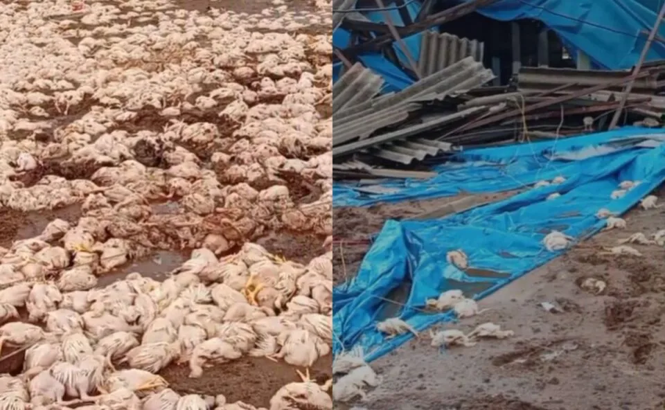 “Não tenho condição”: temporal destrói granja, mata 20 mil frangos e faz produtor abandonar atividade; veja