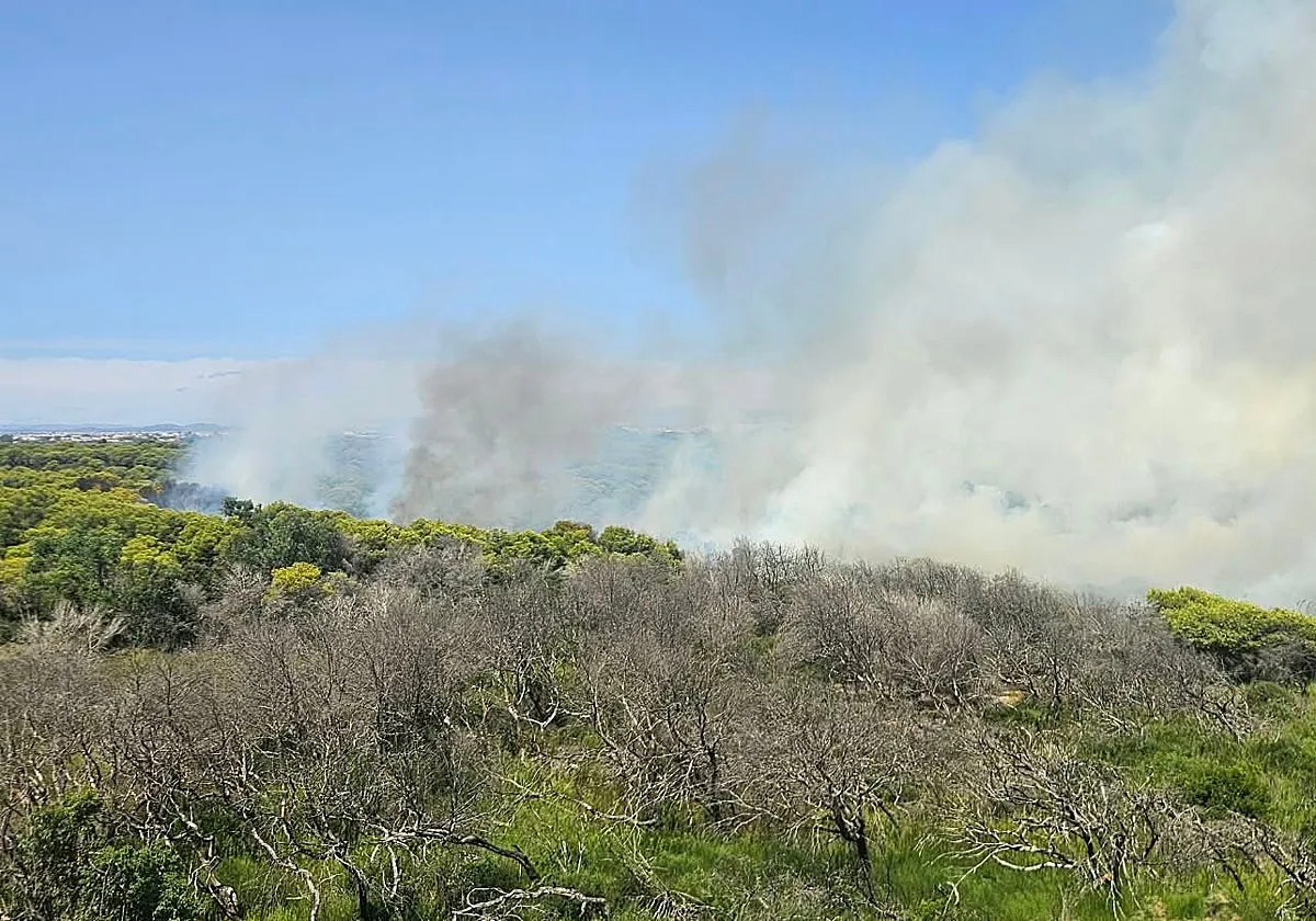 Un incendio en El Saler (Valencia) obliga a desalojar apartamentos y cortar carreteras