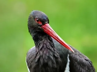 « Du jamais-vu » : un village du Loir-et-Cher a été le théâtre du plus grand rassemblement de cigognes noires en France