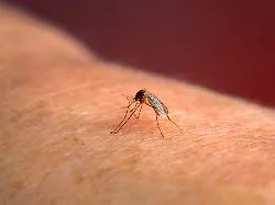 Importierte Infektionskrankheit: Mückenschutz soll Malaria-Fälle in Frankfurt eindämmen