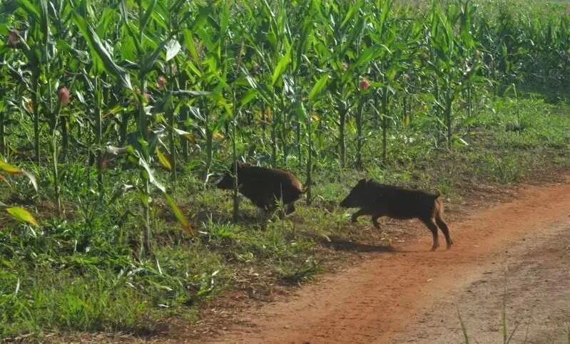Enquanto colheita avança, javalis provocam prejuízos em lavouras de milho de MS