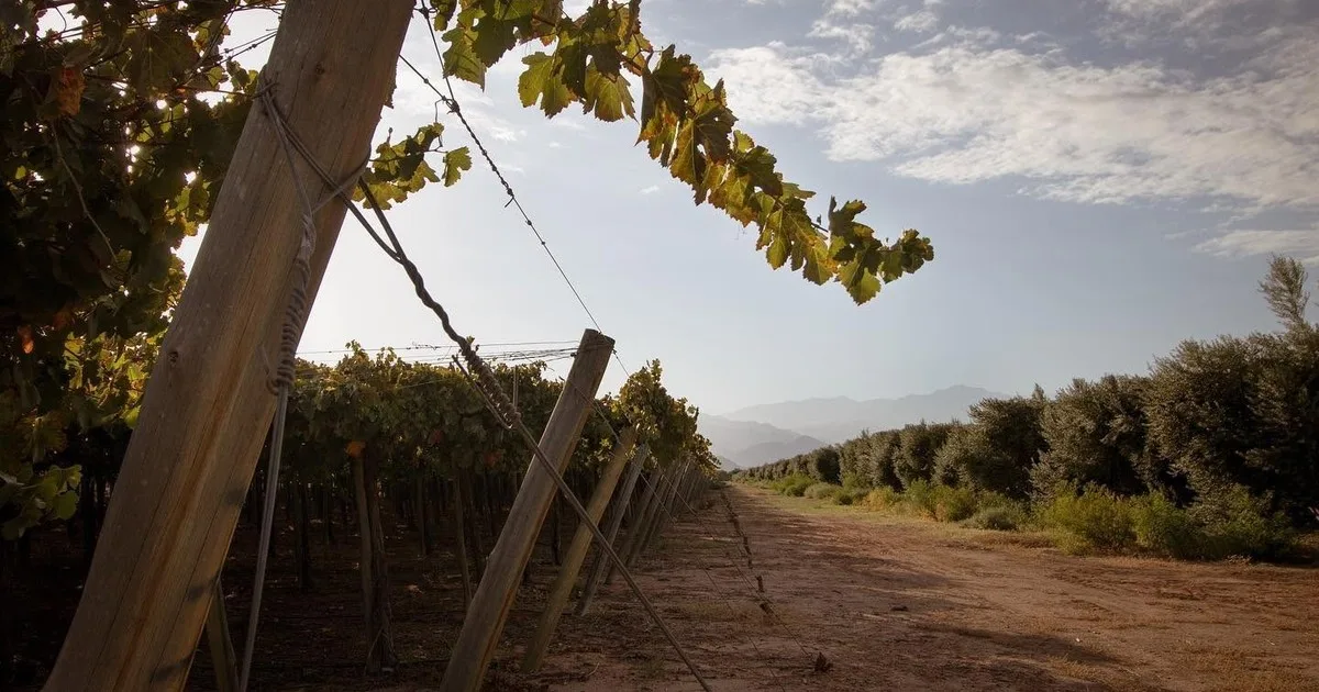 En la cuna de la aceituna argentina buscan sostenerse junto a la vid, el nogal y el turismo