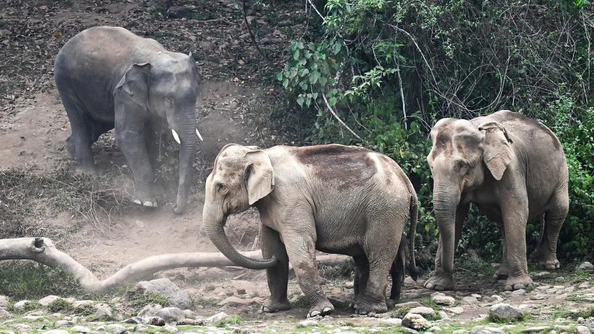Virajpet: Operation to drive three wild tuskers back into forest to continue