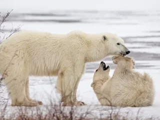 Dans ce pays, les ours blancs « indisciplinés » sont mis… en prison