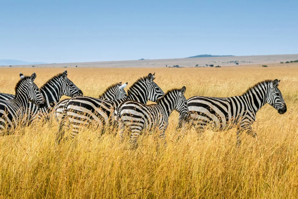 Por que as zebras nunca foram domesticadas, como os cavalos e jumentos?