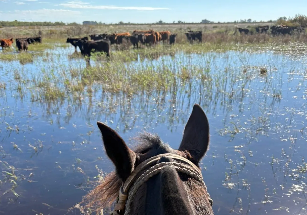 El Niño encendió las alarmas de la campaña agrícola