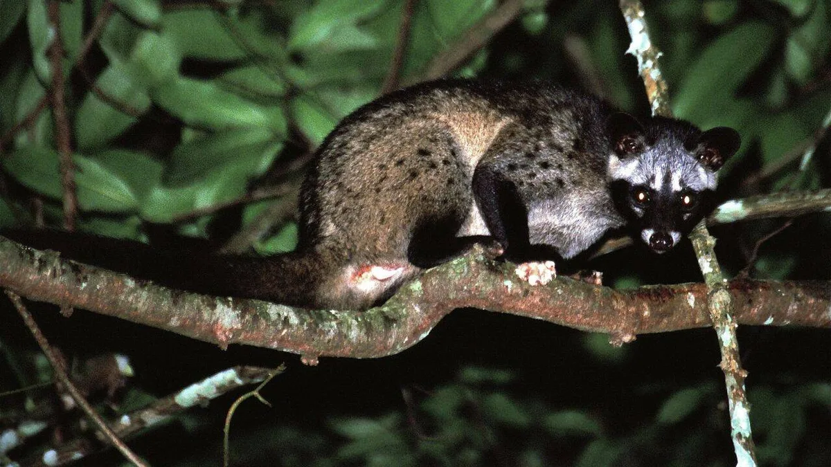 Coffee beans found in Civet poop makes one of the world’s most expensive Kopi Luwak