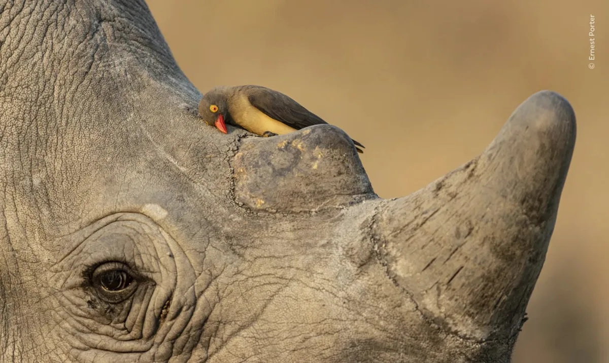 This Bird Has Seen Some Things—and the Photo Just Won an Award
