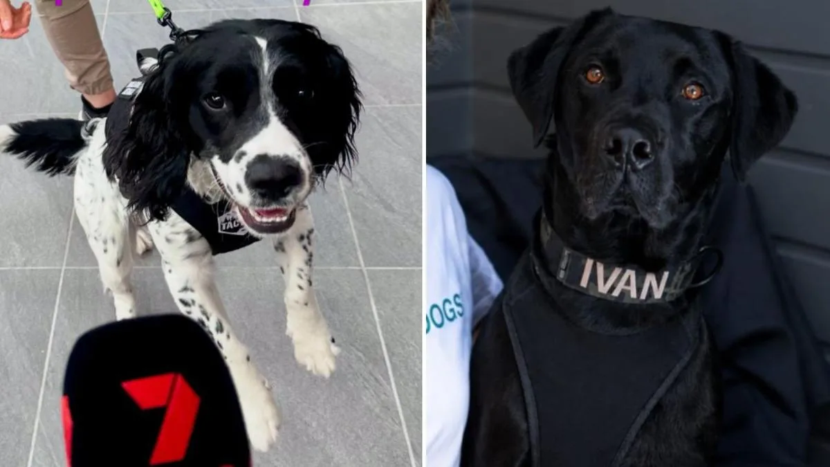 New mould detection dogs sniff out hidden household dangers on the east coast