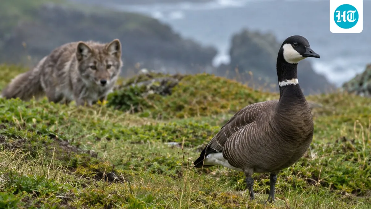 In the 1700s, fur trappers introduced foxes to the Aleutian Islands; by 1967, 790 cackling geese remained, but by 2022, about 215,000 were estimated