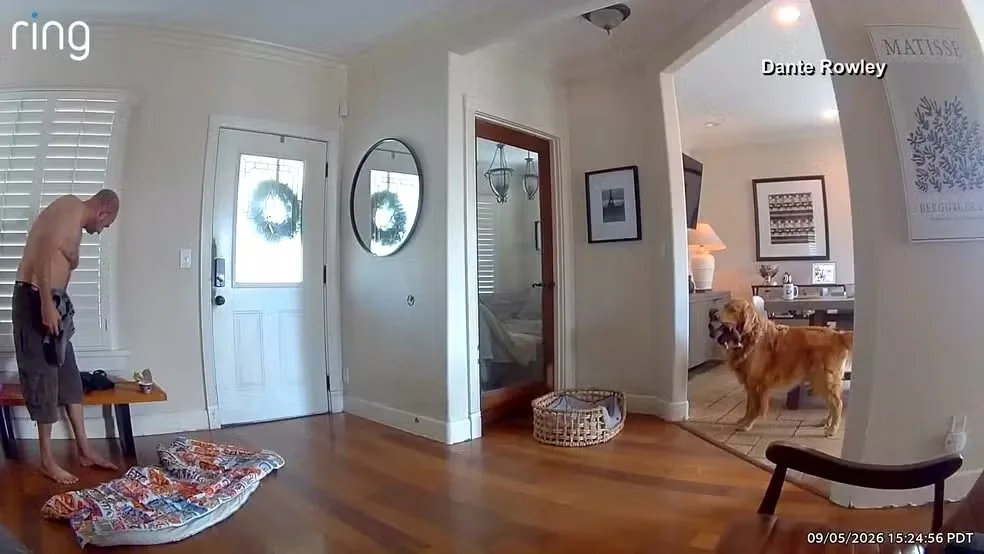 Vídeo: Cachorro chama ladrão para brincar durante assalto nos EUA