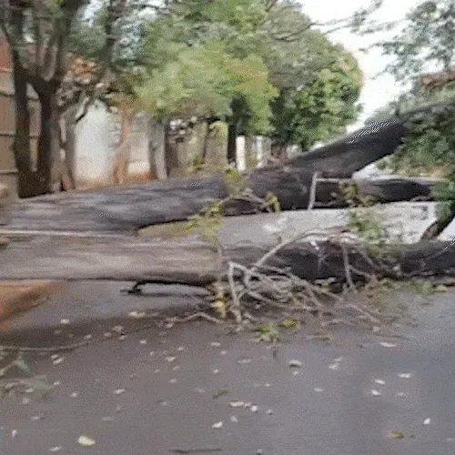 Árvore cai após temporal e bloqueia rua por mais de 24 horas