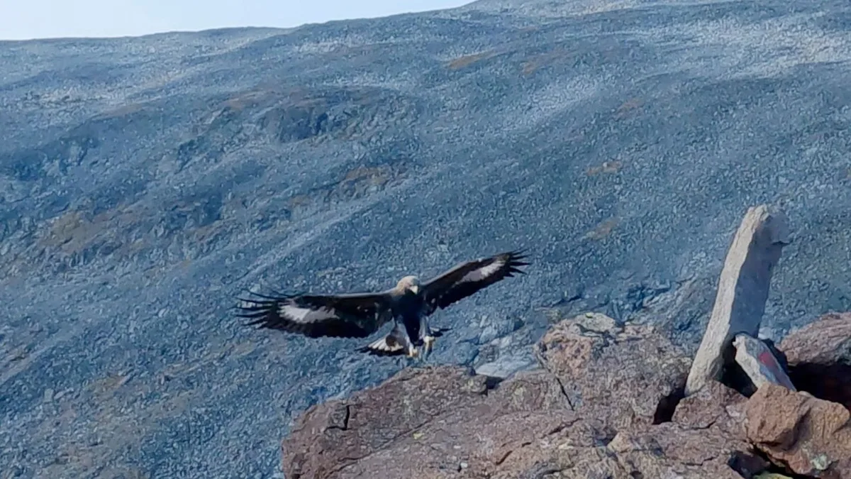 Tier und Technik: Steinadler greift Drohne an - Absturz