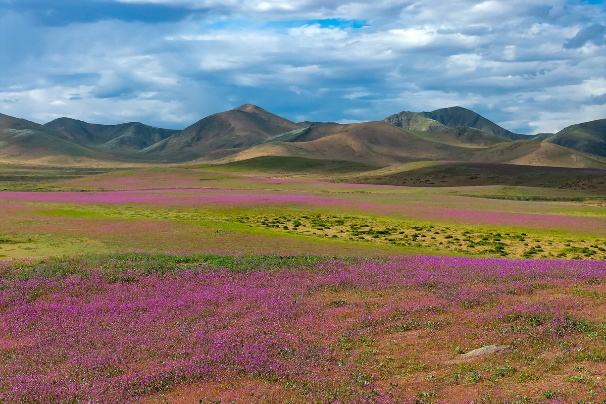 El desierto de Atacama, una de las zonas más áridas del mundo, se cubrió de flores tras las lluvias intensas vinculadas a El Niño